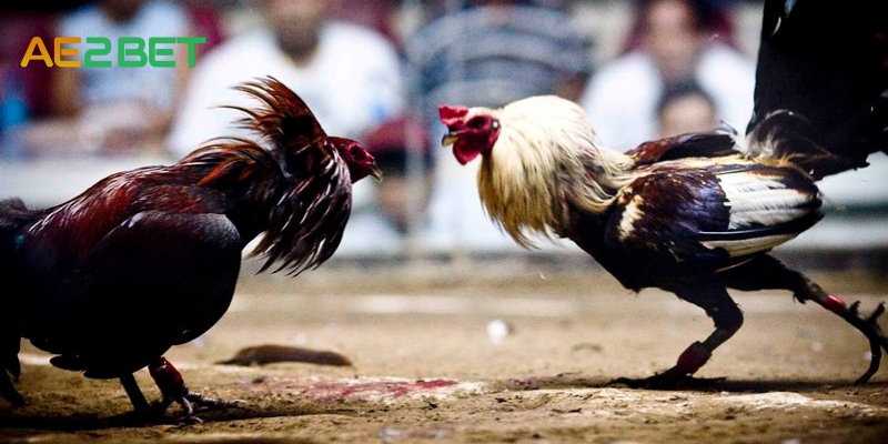 AE2BET.NET: Nơi Giao Lưu Đam Mê Đá Gà Cựa Dao 3 da ga cua dao ae2bet.net 2